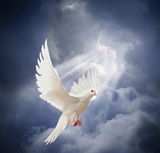 飞翔的鸽子图片