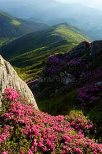 山里的花