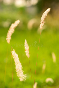 田野上的草花