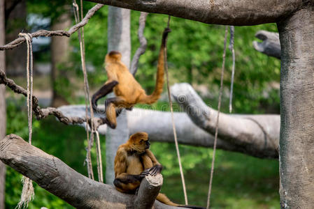 猴子，摇摆的灵长类动物