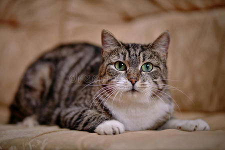 绿色眼睛的灰色条纹猫。
