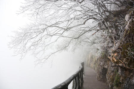 冷冰冰的 公园 温特 自然 风景 分支 薄雾 瓷器 美丽的