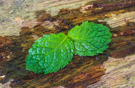 烹调 植物 树叶 芳香疗法 香料 美女 烹饪 薄荷 配方