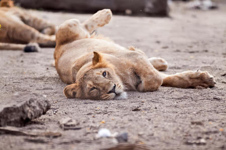 躺在太阳上的母狮子