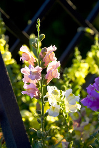 盛开的花朵粉红色的Snapdragons