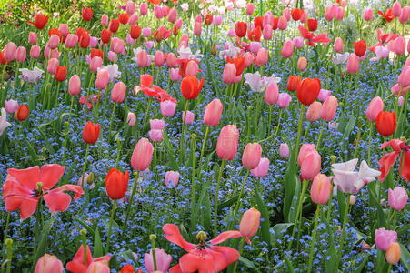 美丽的花园红色和粉红色郁金香
