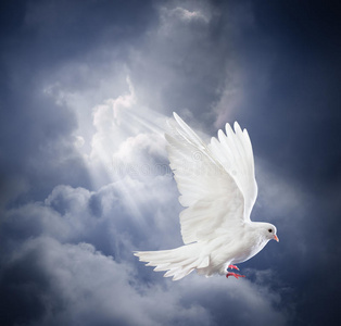 蓝色的鸽子在蓝天上飞翔鸽子在天空飞翔白色神圣的鸽子飞翔在天空垂直