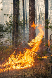 森林大火上的大火焰