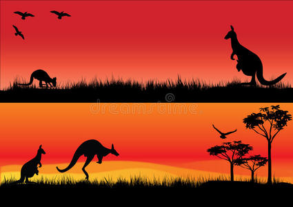 日落时的澳大利亚袋鼠