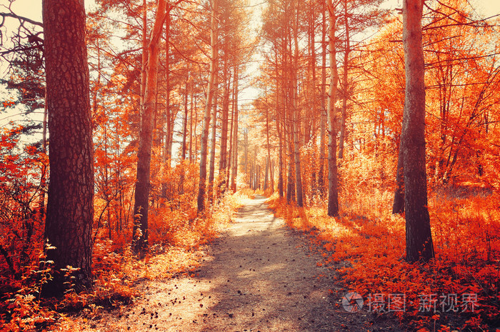 森林阳光明媚的秋日景色照片 正版商用图片1px42n 摄图新视界
