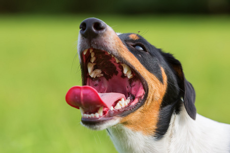 跑得气喘吁吁的狗的肖像照片