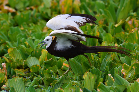 chirurgus雉鸡尾 jacama 鸟照片