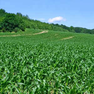 年轻的玉米在山水田园照片