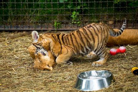 年轻的狮子和小老虎玩照片