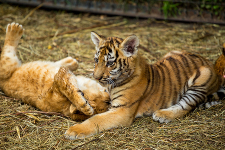 年轻的狮子和小老虎玩照片