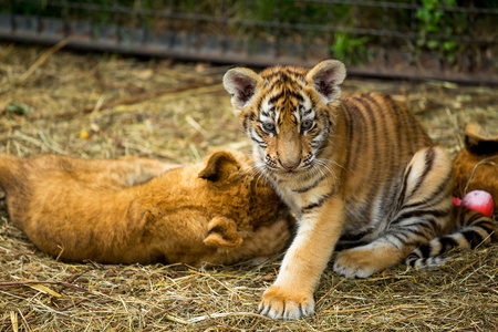 年轻的狮子和小老虎玩照片