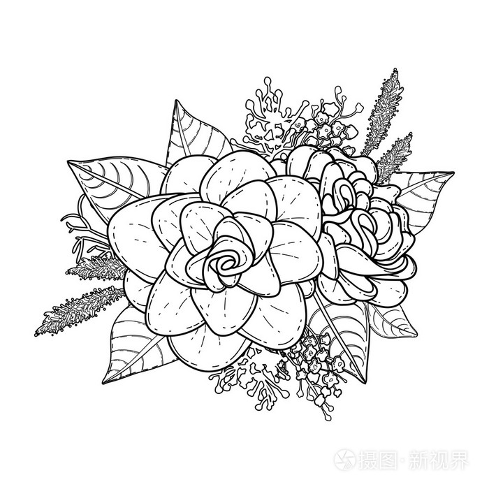 图形花卉插图