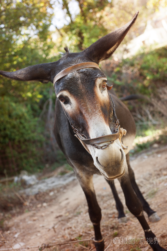 好奇的驴肖像
