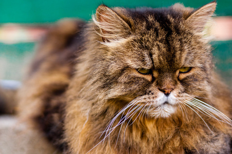 伤心的大旧棕色猫休息特写照片