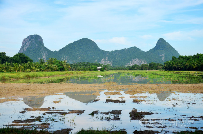 山与稻田和水稻田的思考