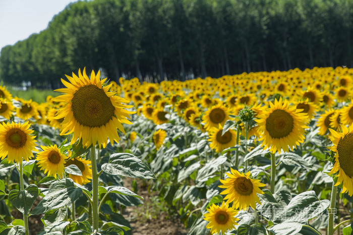 冬日最灿烂的阳光txt_冬日里最灿烂的阳光_明若晓溪2冬日最灿烂的阳光