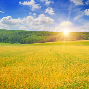 麦田和蓝蓝的天空的日出照片