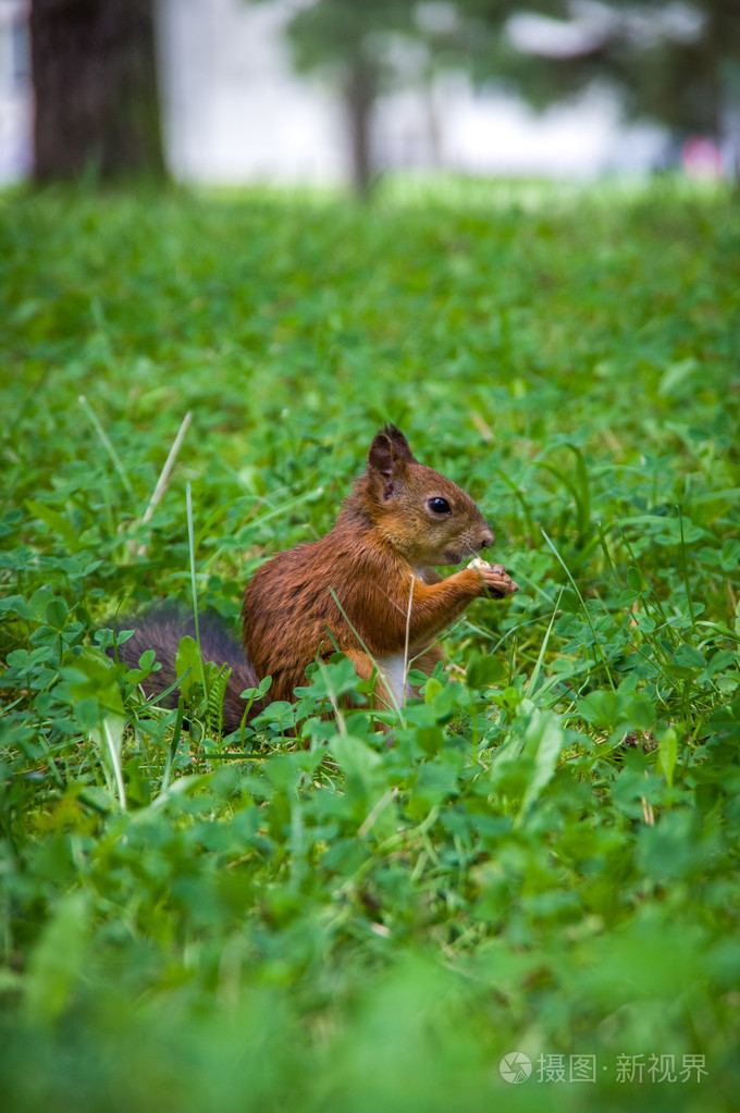 松鼠坐在绿色的草和吃