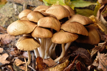 家庭食用蘑菇生长在森林里照片