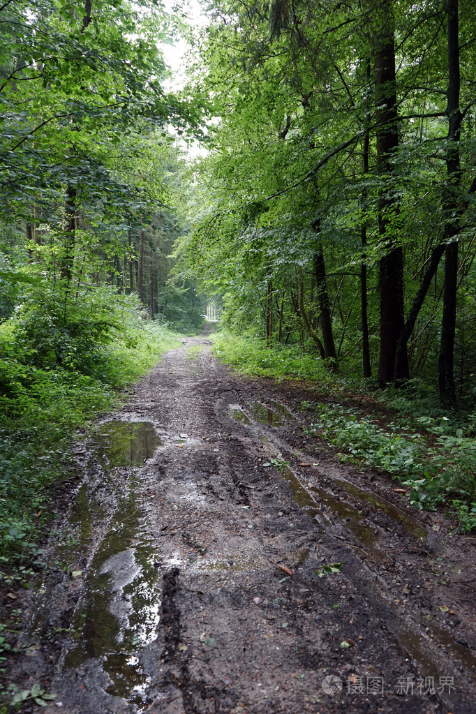 在森林里的土路