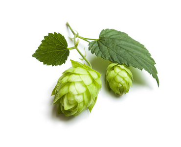 啤酒花的树枝图片-啤酒花的树枝素材-啤酒花的树枝插画-摄图新视界