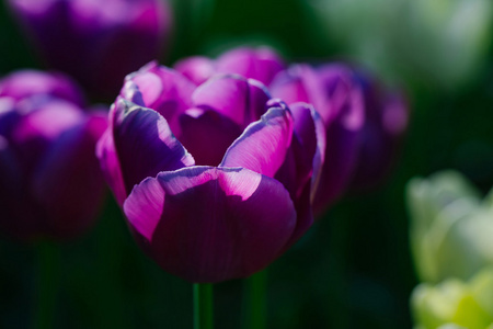 紫郁金香花特写图片