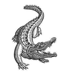 黑色凯门鳄图片