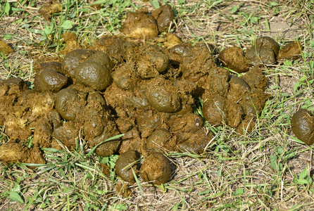 臭草草地上的马粪照片