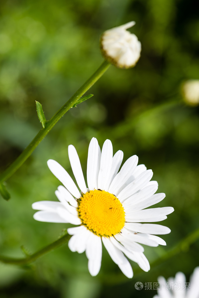 森林花草在春天的花朵