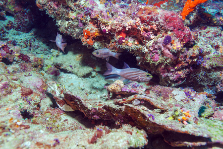 红热带鱼附近的珊瑚礁马尔代夫图片