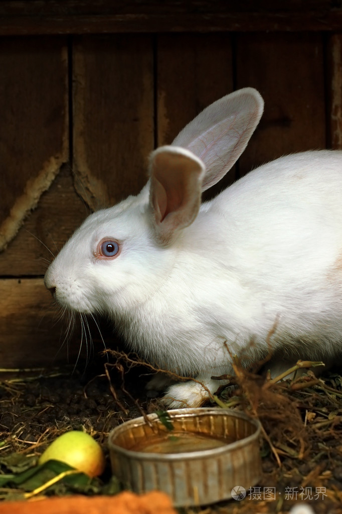 长耳朵的白色宠物兔子亲密肖像