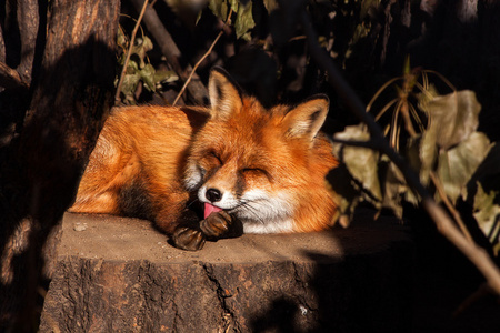 狐狸爪子狐狸舔它的爪子照片