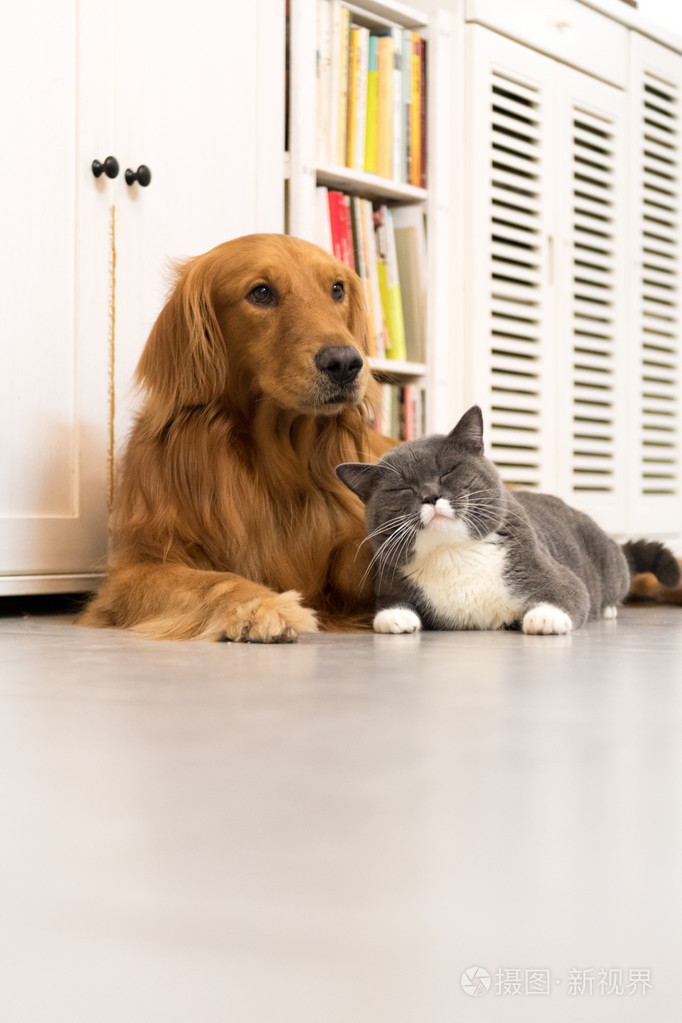 金毛和英国短毛猫