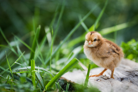 唱歌的小鸡小鸡在草地上照片