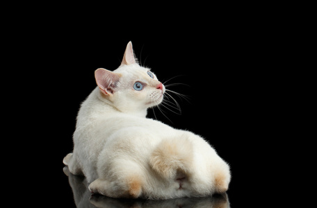 美丽的品种,没有尾巴湄公河短尾猫孤立黑色背景照片