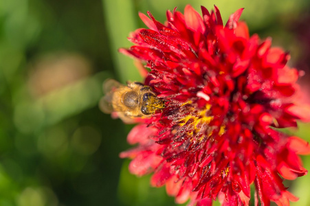 蜜蜂在花园里采集红花花蜜图片