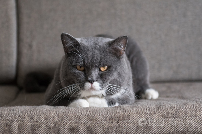 灰色的猫躺在沙发上