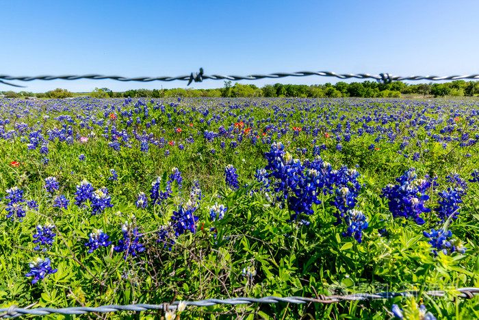 令人惊异的德克萨斯州 bluebonnets