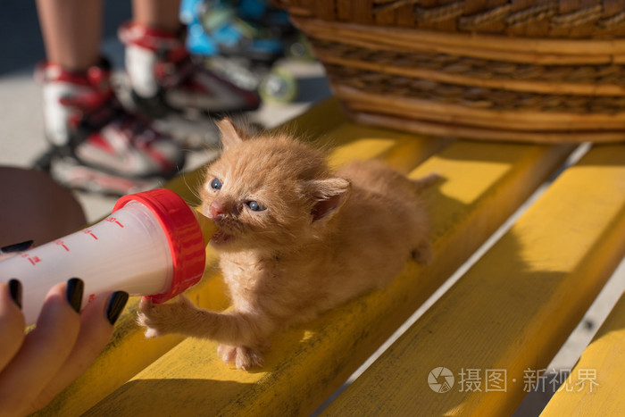 可爱的小猫从罐子里喝牛奶