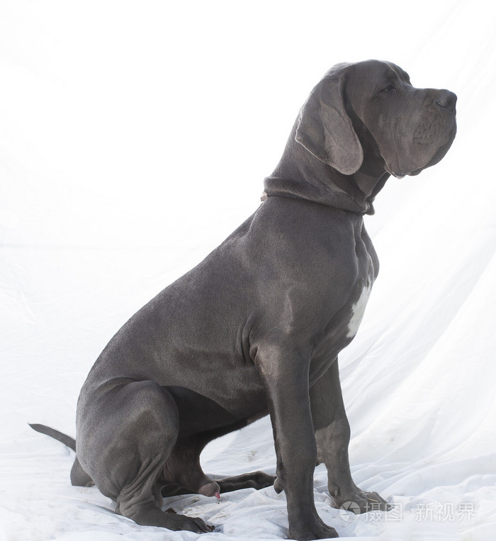 白色的病人大丹犬