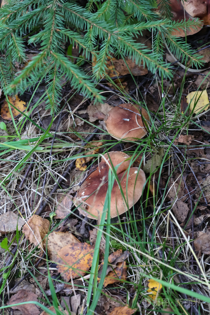 在森林中的草和树叶中生长的蘑菇