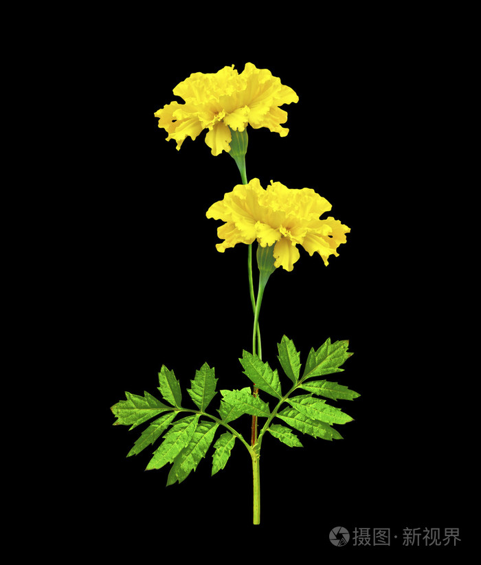 在黑色背景上孤立的亮丽鲜艳的花朵金盏花
