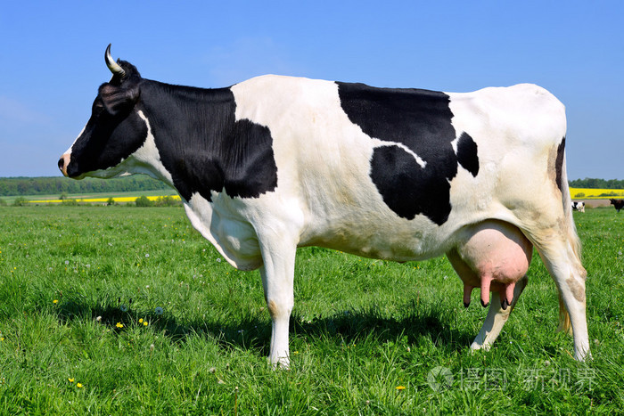 一个夏天一头奶牛牧场在夏天农村风景