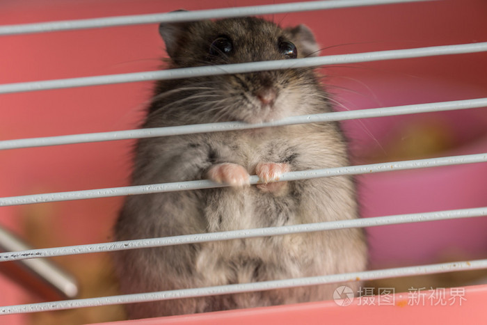 灰仓鼠坐在他的笼子里