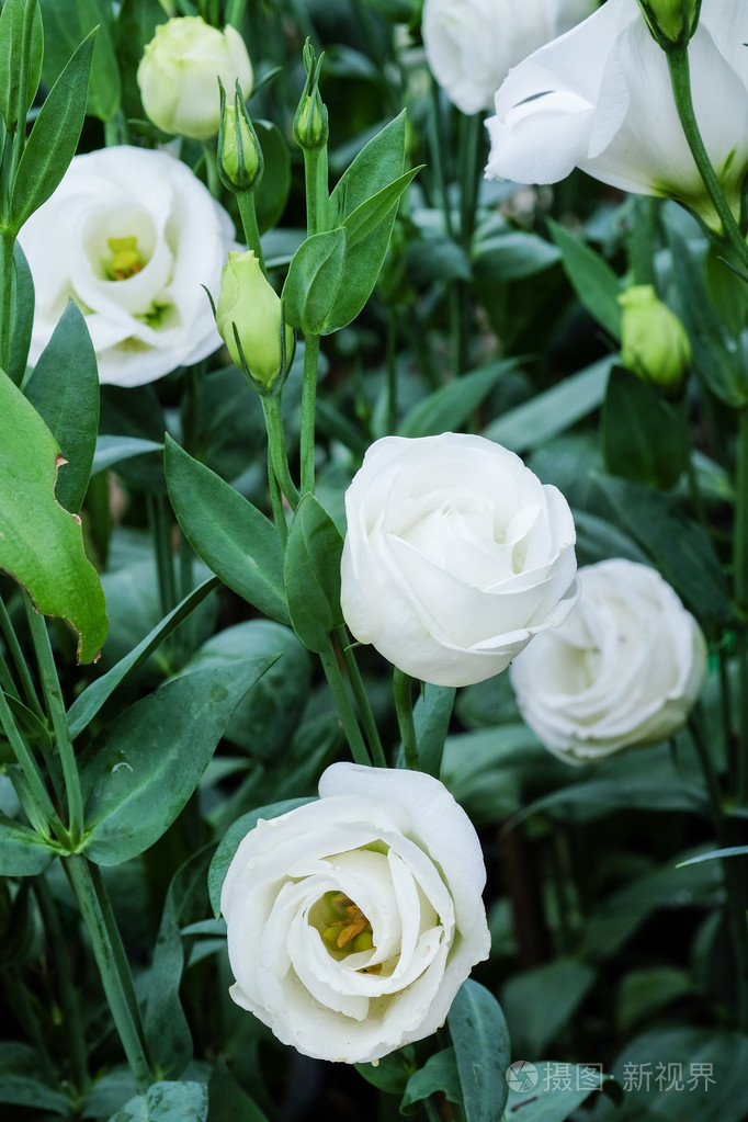 美丽的纯白色的花在花园里白玫瑰柔软的焦点